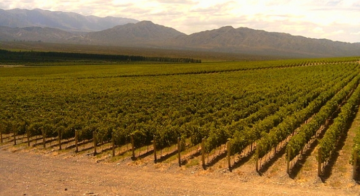 Viñedos en la provincia de San Juan (Argentina) | Foto: Ariel-SJ (CC BY-SA 4.0)