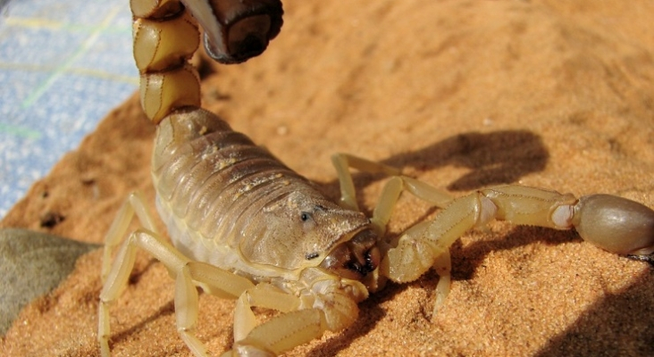 Preocupación en el sector turístico por la plaga de escorpiones en Egipto 