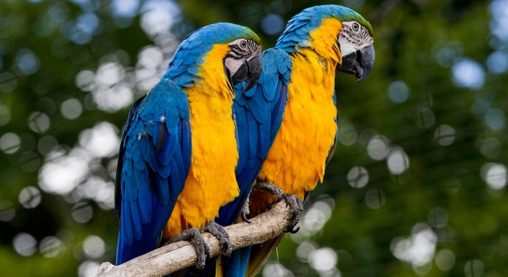 Loro Parque - Tenerife - Islas Canarias