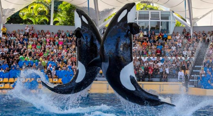 Orcas Loro Parque Tenerife, islas Canarias