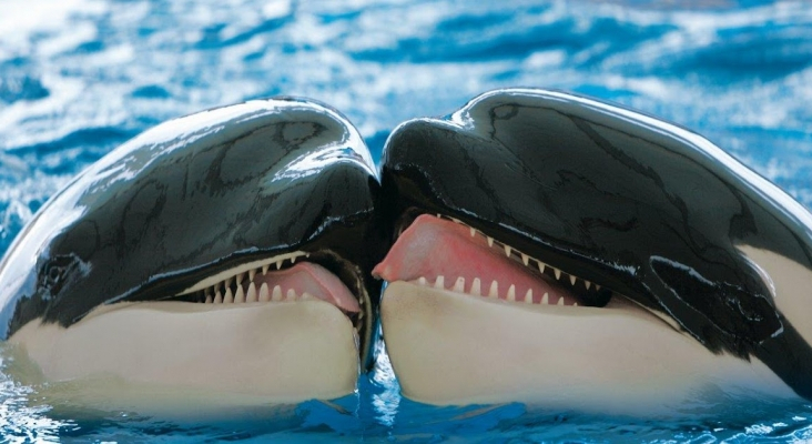 orcas loro parque (2)