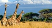 TUI vuelve a apostar por el safari y la playa en Kenia