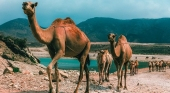 Camellos en Salalah, Omán