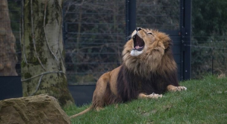 FITUR acogerá el ‘I Foro Zoológicos y Excelencia, cuestión de Bienestar Animal’