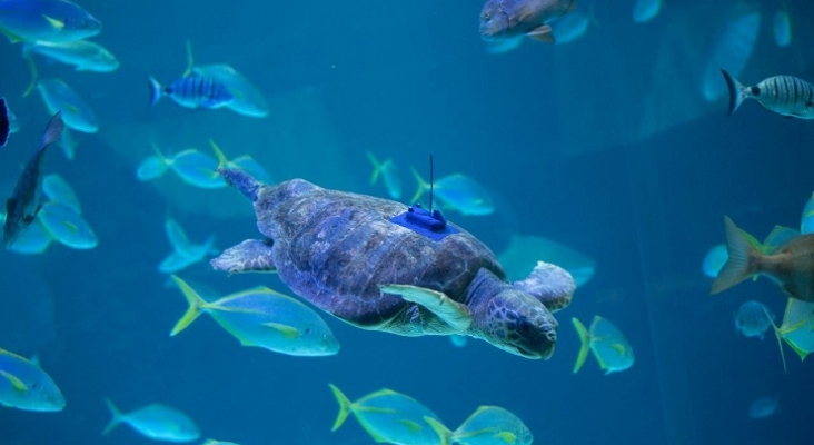 Loro Parque Fundación participa en el I Foro “Zoológicos y Excelencia” en FITUR | Foto: Loro Parque