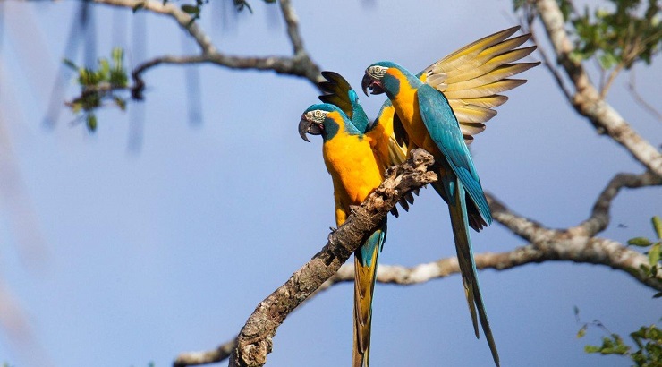 La conservación de especies es una prioridad para Loro Parque Fundación | Foto: Loro Parque