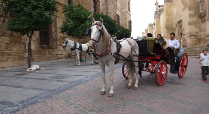 Coche de caballos paseando a visitantes