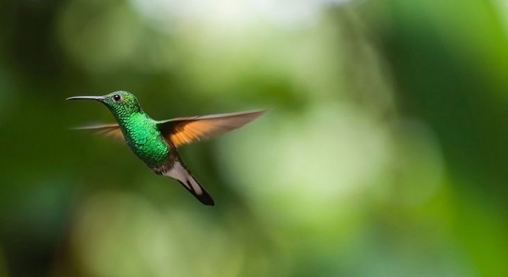 Rutas de ‘avistamiento’ de aves para turistas invidentes, una iniciativa pionera en Colombia