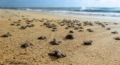 Cabo Verde logra un nuevo récord de anidación de tortugas “boba”