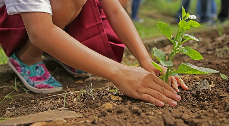 plantar arbol