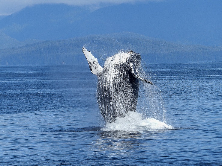 Salto de una ballena jorobada