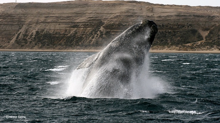 Ballena franca austral en la provincia de Chubut (Argentina). Foto de Nértor Galina