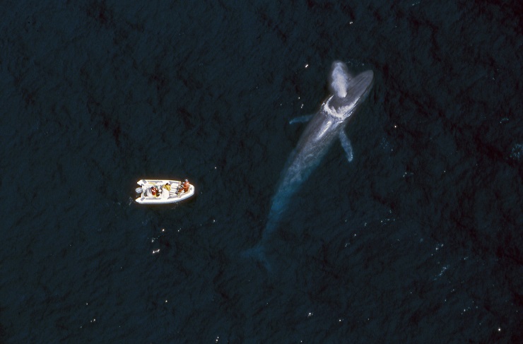 Ballena azul junto a una embarcación. Foto de Flip Nickin