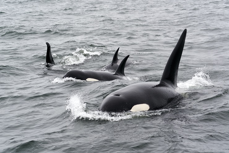 Avistamiento de orcas en el mar. Foto: Mike Doherty en Unplash