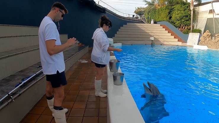 Personal de Loro Parque trabajando con delfines | Foto: Loro Parque