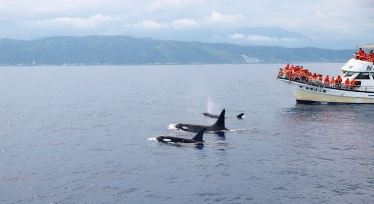 Avistamiento de cetáceos desde una embarcación turística | Foto: Ocat