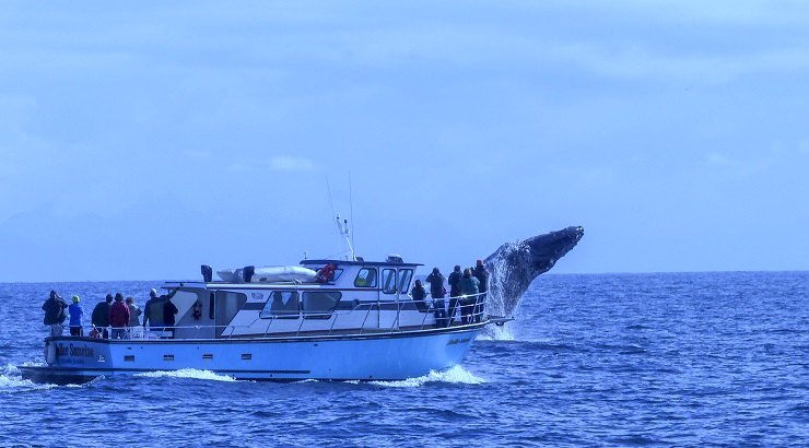 salto de ballena jorobada frente a una embarcacion turistica