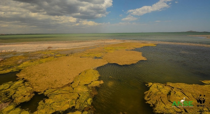 Situación de contaminación del Mar Menor Foto ANSE y WWF