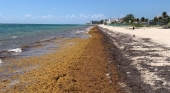 Sargazo en una playa de Puerto Morelos (Caribe mexicano) | Foto: Pedroyjana Mcainsh