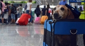 Más de 200 euros por viajar con mascota, otra de las tasas post-Brexit para los británicos | Foto: vía ABC