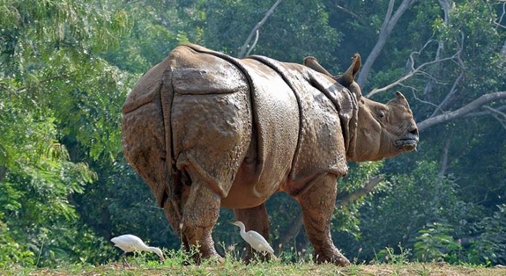 Guardas matan a 23 cazadores en un año para proteger a los rinocerontes 