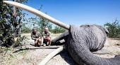 El cazador alemán Leon Kachelhoffer (izda.) y su compañero junto al cadáver del elefante 'tusker' en Botsuana | Foto: vía Facebook (@game.animals)  