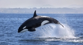 Orca saltando en el mar | Foto: Aquarium de Almería