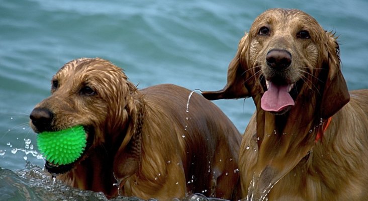 Así es Mascout, el primer hotel para perros en Cáceres