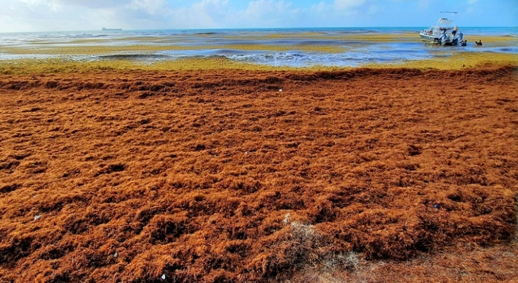 Foto: Red de Monitoreo del Sargazo de Quintana Roo