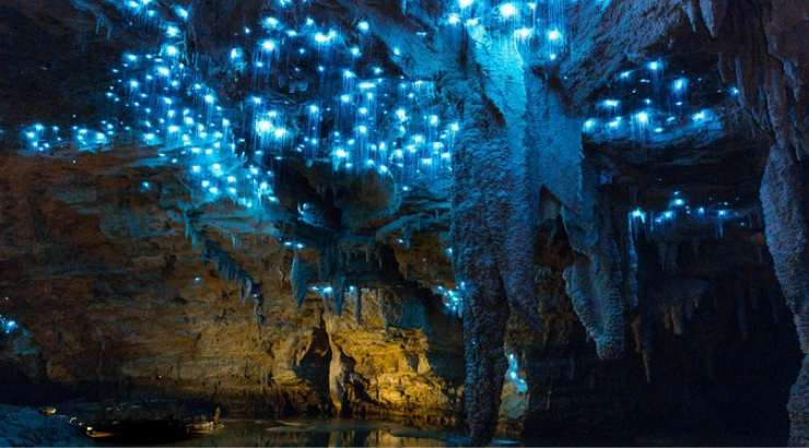 Cuevas de Waitomo en Nueva Zelanda | Foto vía Viator