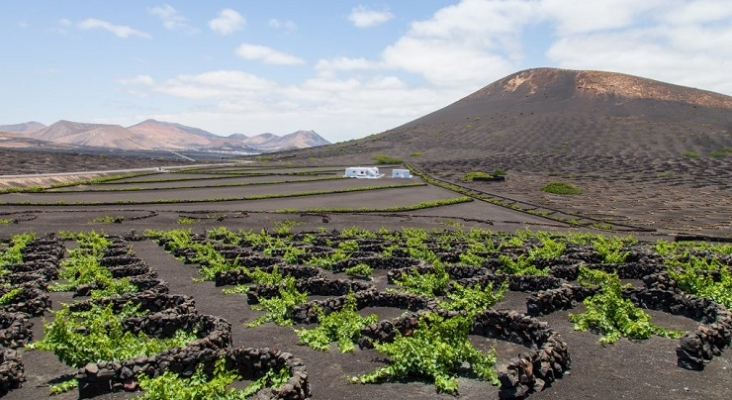 Cultivos de uva en La Geria (Lanzarote) Foto: Gobierno de Canarias