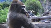 Loro Parque lamenta el fallecimiento de Schorsch, el gorila más longevo del grupo
