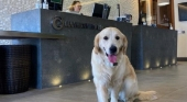ILUNION Hotels aceptará mascotas en todos sus establecimientos | Foto: ILUNION