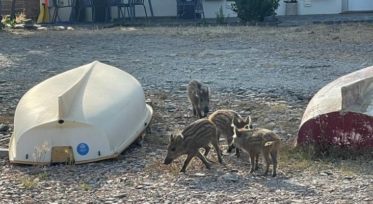 Una manada de jabalíes desconcierta a los turistas en Cadaqués (Girona) | Foto: Cedida