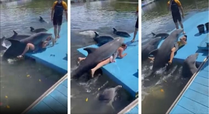 Polémica por la utilización de delfines para gastar bromas sexuales en excursiones turísticas