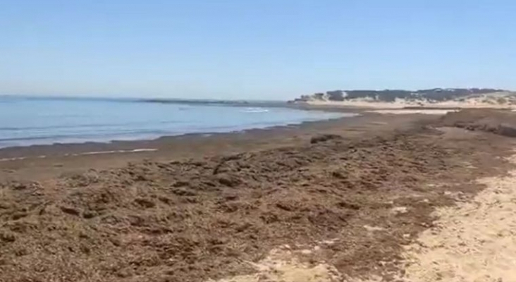 Preocupación en el sector turístico andaluz por la presencia masiva de algas invasoras