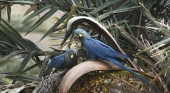 Loro Parque Fundación sella un nuevo hito en la reintroducción del guacamayo de Lear en Brasil. Foto: Loro Parque Fundación