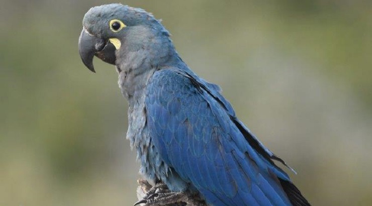 El guacamayo de Lear​. Foto: Loro Parque Fundación