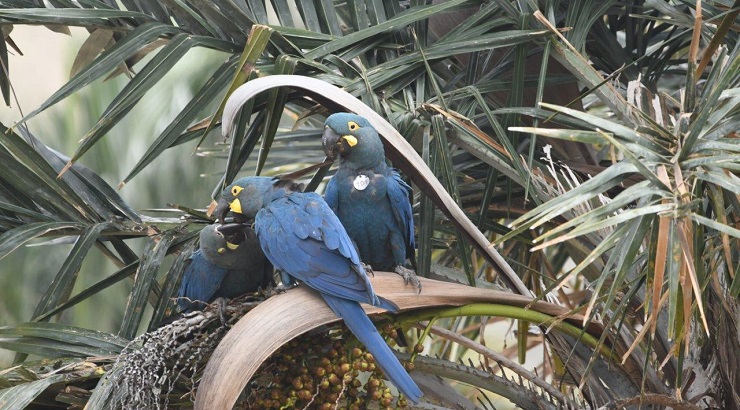 Nace la primera cría del guacamayo Lear en la naturaleza. Foto: Loro Parque Fundación