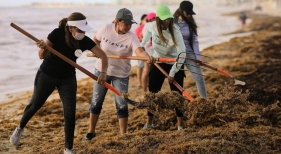 Limpieza de sargazo en las playas de Cancún (México) | Foto: Ana Patricia Peralta, diputada de Quintana Roo, vía Red de Monitoreo del Sargazo de Quintana Roo