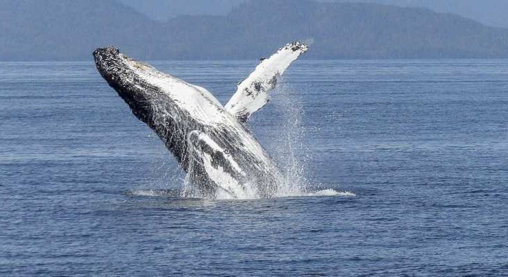 Ballena jorobada