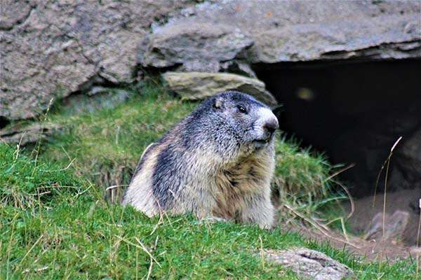 Marmota Chamonix @ArturoCrosby