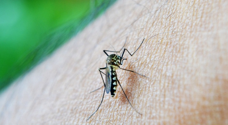 España detecta un aumento de casos de dengue en turistas Foto: Pixabay 