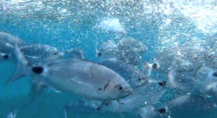 Peces agresivos atacan a bañistas en Alicante