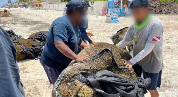 La retirada de sargazo en el Caribe mexicano se come medio metro de costa al año | Foto: Red de Monitoreo del Sargazo de Quintana Roo