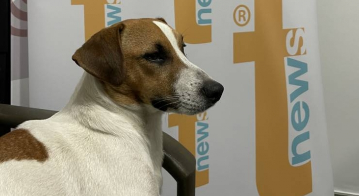 Keico, el perro viajero. Foto Tourinews