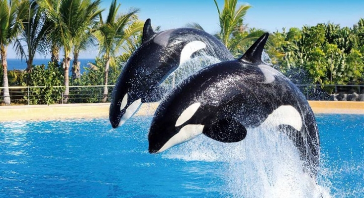 Pese a las exigencias de PETA, DER Touristik continuará colaborando con algunos parques con orcas. Foto DER Touristik
