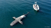Argentina investiga la muerte de al menos 15 ballenas en la Patagonia | Foto: ICB / PMSBFA