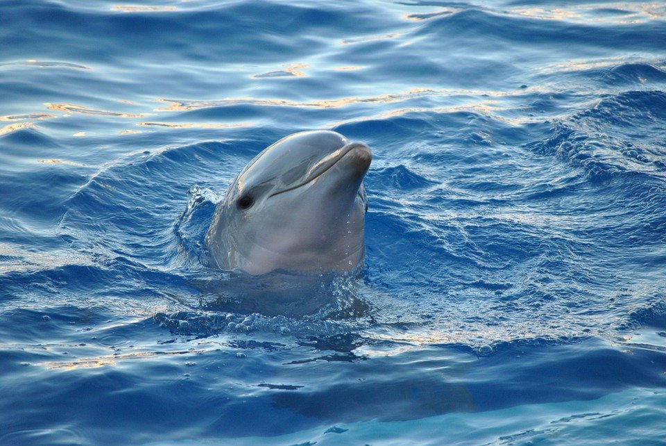 El destino de los delfines del zoo de Barcelona está en el aire El destino de los delfines del zoo de Barcelona está en el aire