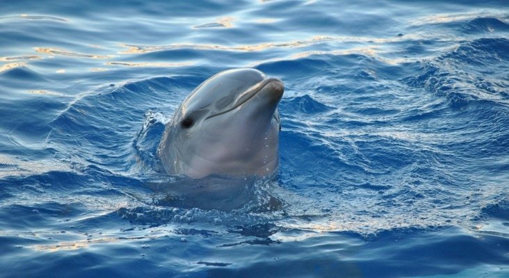 El destino de los delfines del zoo de Barcelona está en el aire